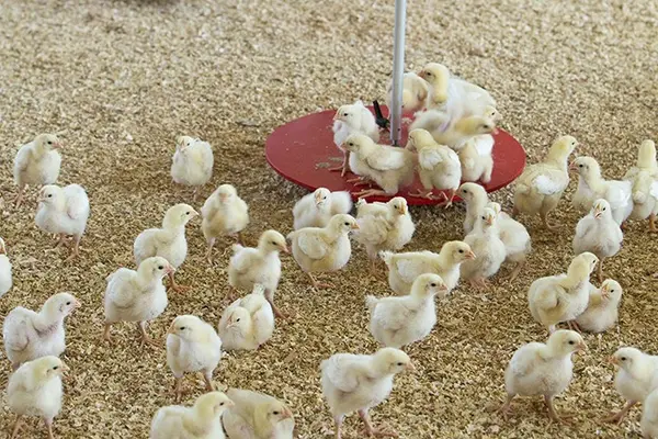 Project recipients/farmers will collect their day old chicks, stockfeed and equipment from Vuvula Poultry Limited.