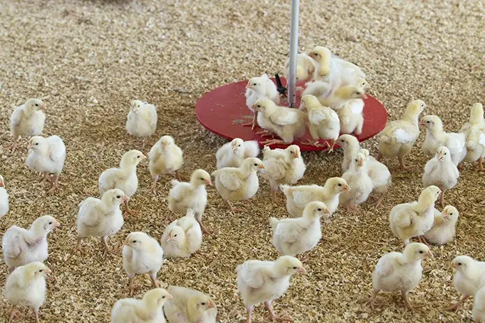 Project recipients/farmers will collect their day old chicks, stockfeed and equipment from Vuvula Poultry Limited.