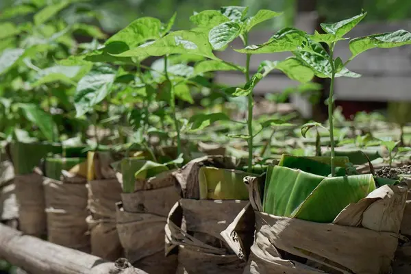 With the support of the Australian Government, Save the Children provided vegetable seeds to Florence’s community to improve food security. The seeds were coupled with lessons on backyard farming and tips for maintaining a nutritious diet.