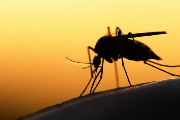In the Asia-Pacific (APAC) region, which is home to 60% of the world’s population, most countries have made tremendous progress against the disease, reducing malaria cases by half since 2010. Today there are a staggering 89% fewer deaths from malaria than 10 years ago.