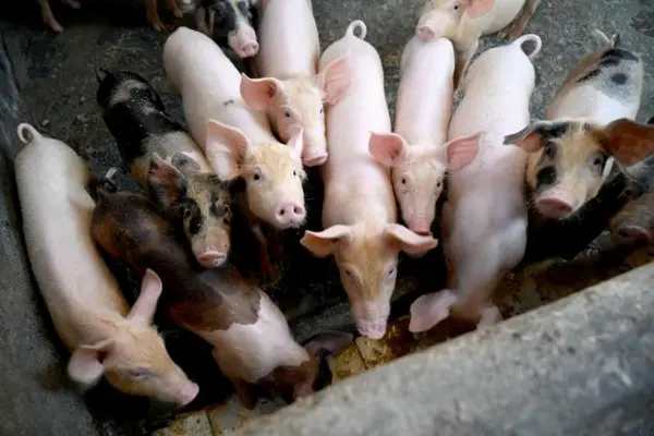 The Philippines confirmed on Sunday (Feb 9) that African swine fever infections had spread in the south of the country, which accounts for nearly a third of the nation's 12.8 million pig herd.