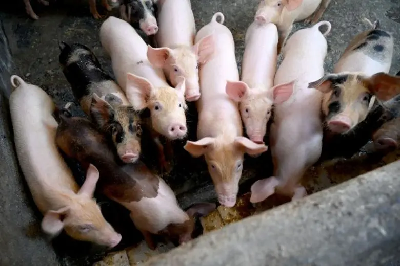 The Philippines confirmed on Sunday (Feb 9) that African swine fever infections had spread in the south of the country, which accounts for nearly a third of the nation's 12.8 million pig herd.