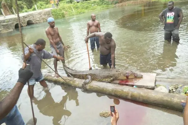At least five people are known to have been killed by saltwater crocodiles this year alone in Solomon Islands.