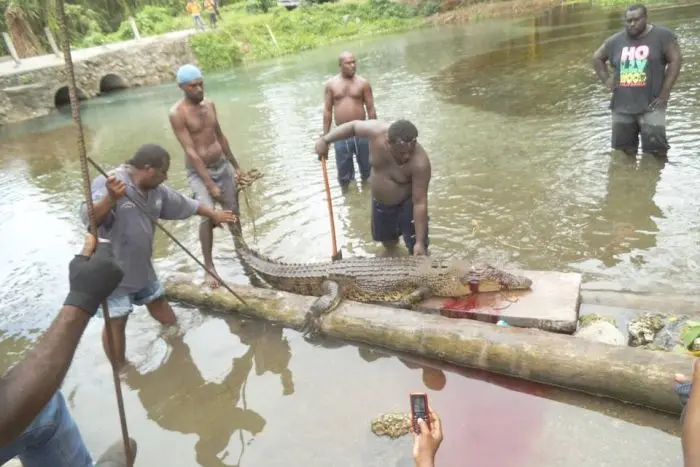 At least five people are known to have been killed by saltwater crocodiles this year alone in Solomon Islands.
