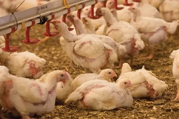 The prohibition order covers ratite meat, meat products, by products, eggs, egg products, live birds/chicken.
