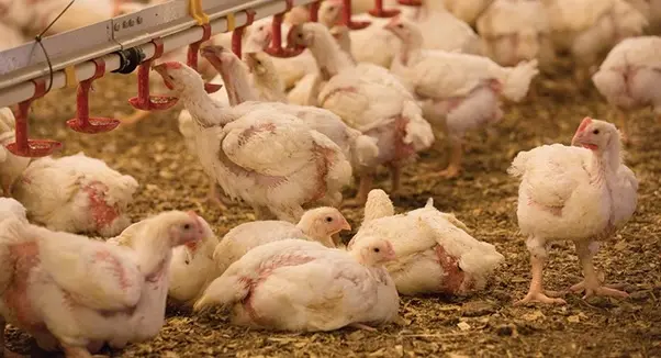 The prohibition order covers ratite meat, meat products, by products, eggs, egg products, live birds/chicken.