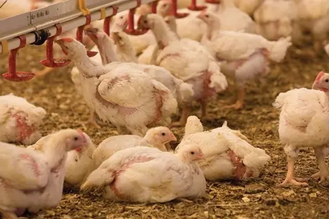 The prohibition order covers ratite meat, meat products, by products, eggs, egg products, live birds/chicken.