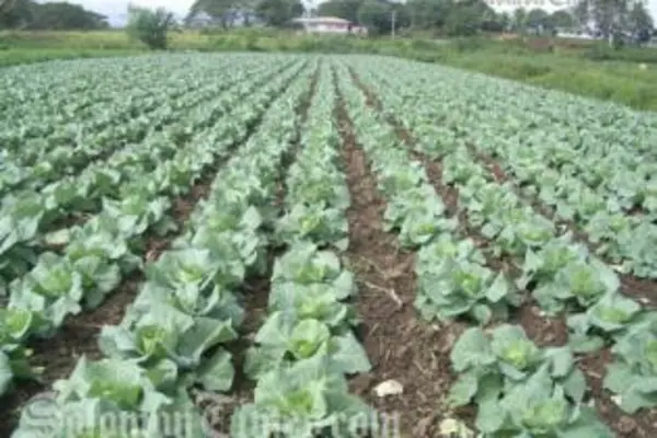 The Government will find ways to attract the youth population to be interested and more involved in agriculture for the purpose of their own business and food security.