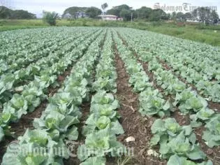 The Government will find ways to attract the youth population to be interested and more involved in agriculture for the purpose of their own business and food security.