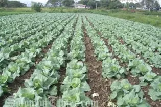 The Government will find ways to attract the youth population to be interested and more involved in agriculture for the purpose of their own business and food security.