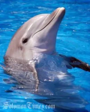 Activist Lawrence Makili says the dolphins were shipped out without a valid permit, a claim confirmed by the Ministry of Fisheries.