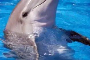 Activist Lawrence Makili says the dolphins were shipped out without a valid permit, a claim confirmed by the Ministry of Fisheries.