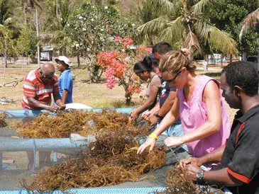 SPC Supports Seaweed Farming in the Pacific Region