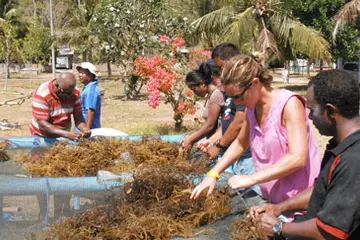 SPC Supports Seaweed Farming in the Pacific Region