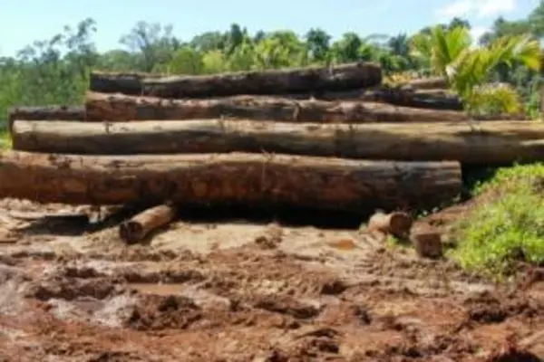 The report states that macroeconomic performance has been favorable owing to strong agricultural and logging production as well as a large mining investment.