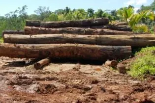 The report states that macroeconomic performance has been favorable owing to strong agricultural and logging production as well as a large mining investment.