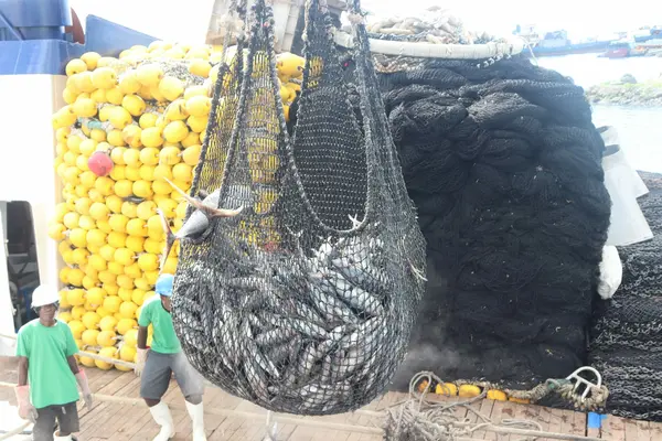 The Solomon Islands tuna fisheries sector is one of the highest employment provider -employing more than 3,000 people and more than SB$300 millions to the Government Revenue annually.