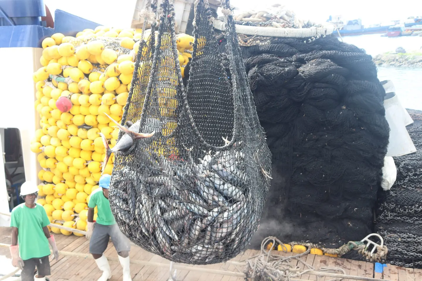 The Solomon Islands tuna fisheries sector is one of the highest employment provider -employing more than 3,000 people and more than SB$300 millions to the Government Revenue annually.