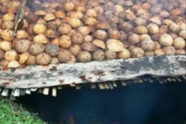 The coconut industry is vital for the Solomon Islands economy.