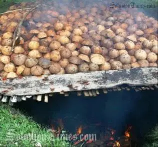 The coconut industry is vital for the Solomon Islands economy.