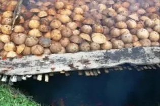 The coconut industry is vital for the Solomon Islands economy.