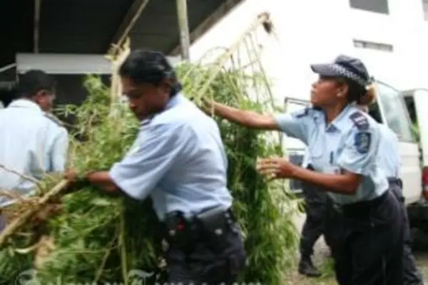 Police officers with uprooted marijuana plants being loaded onto waiting police vehicles.