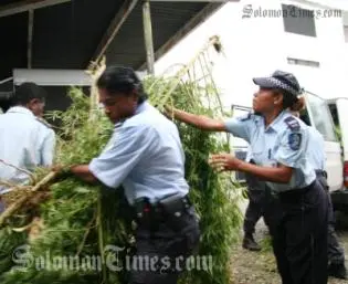 Police officers with uprooted marijuana plants being loaded onto waiting police vehicles.