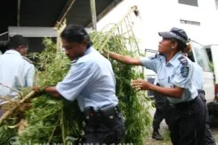 Police officers with uprooted marijuana plants being loaded onto waiting police vehicles.