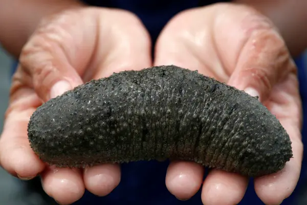 “What we noticed is increased disputes over fishing grounds and sharing of money gained from selling Bechdemer. This normally comes out after consuming alcohol, people fight over their share of what they sell, and many have been physical confrontations.”
