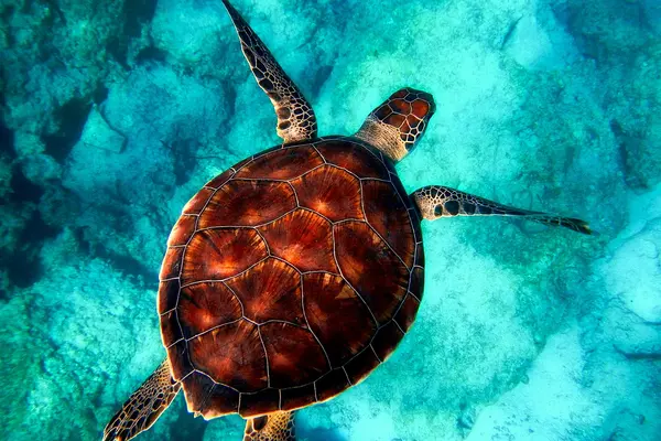Women Working Together to Save Endangered Sea Turtles