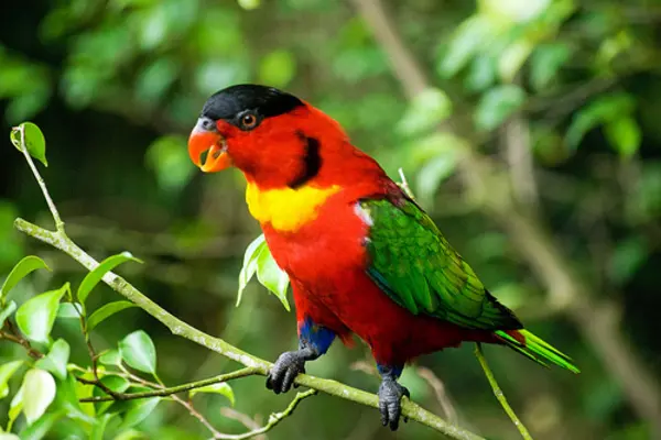 The Yellow-Bibbed Lory is a beautiful parrot endemic to the Solomon Islands and is protected under the Law.
