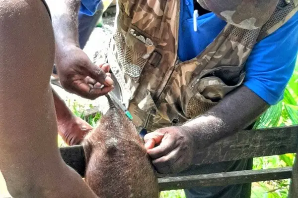 The team also provided an anthelmintic and antibiotics drugs injections to sick pigs.