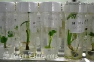 Caribbean Pacific Collaboration on Crop Diversity