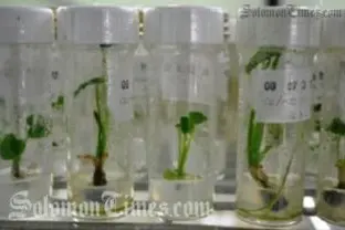 Caribbean Pacific Collaboration on Crop Diversity