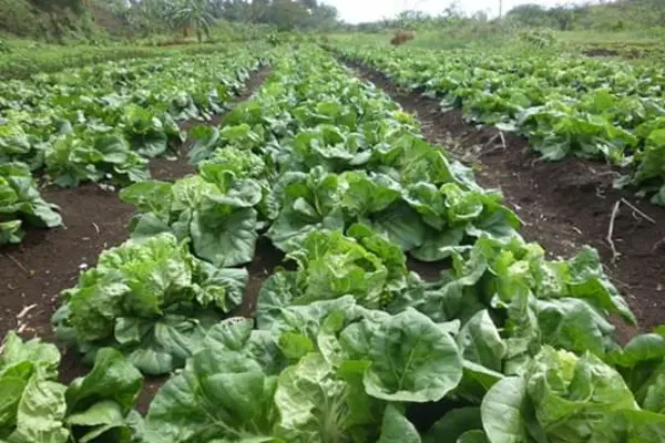 Unemployed Youths Start Organic Farm