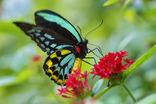 Last month, Limmer allegedly posted two illegally obtained birdwing butterflies from the Solomon Islands for around $480, according to the indictment.