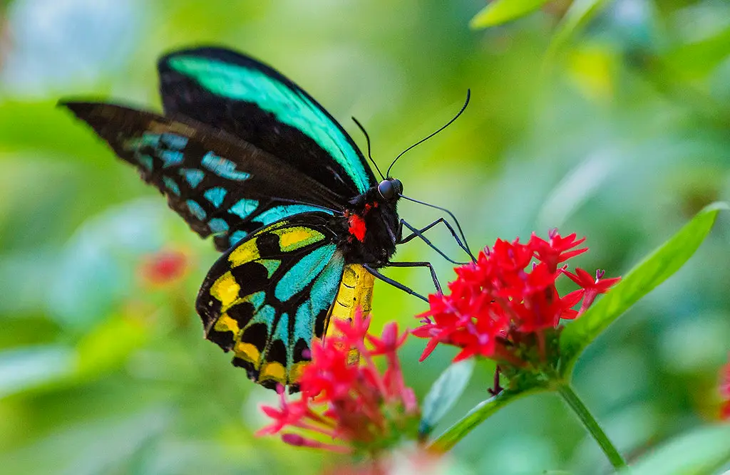 Last month, Limmer allegedly posted two illegally obtained birdwing butterflies from the Solomon Islands for around $480, according to the indictment.