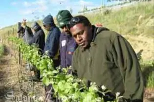 Australia and New Zealand have indicated that they will consider allowing the Pacific greater access to their labour markets.