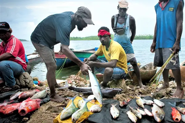 Aside from providing mush needed protein, inshore fishery is an important source of income for local fisherman. A report in 2015 suggests that inshore fishery is worth close to SBD$90 million annually.