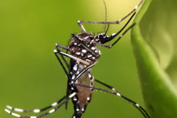 This has now been reduced to about 200 cases a week, with the majority of infections coming from the capital, Honiara.