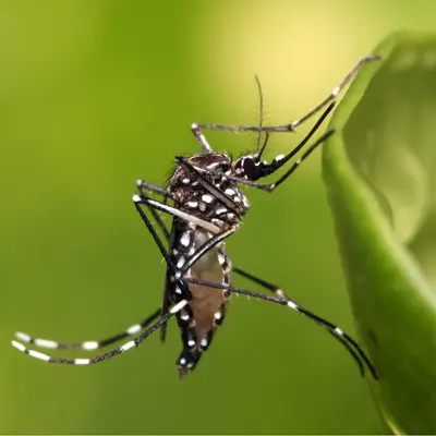 This has now been reduced to about 200 cases a week, with the majority of infections coming from the capital, Honiara.