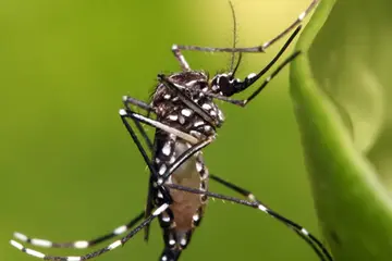 This has now been reduced to about 200 cases a week, with the majority of infections coming from the capital, Honiara.