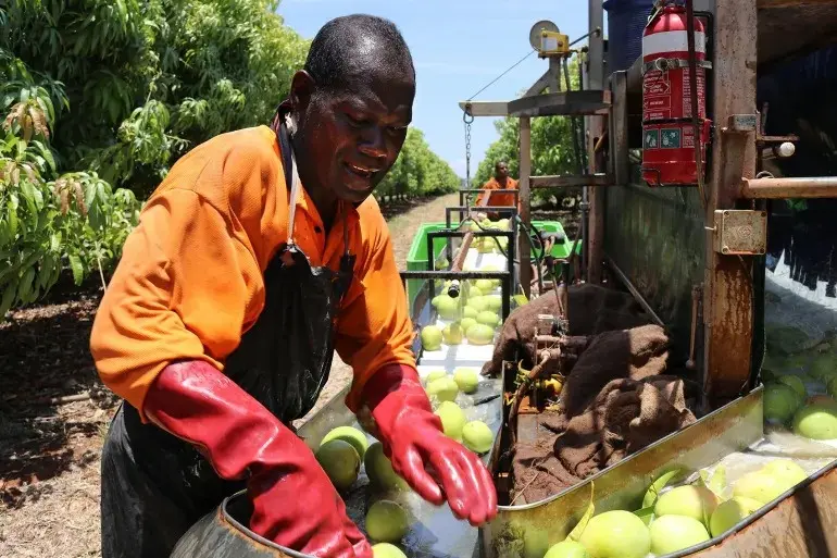 Seasonal work in Australia has helped thousands of families in the Solomon Islands through remittances.