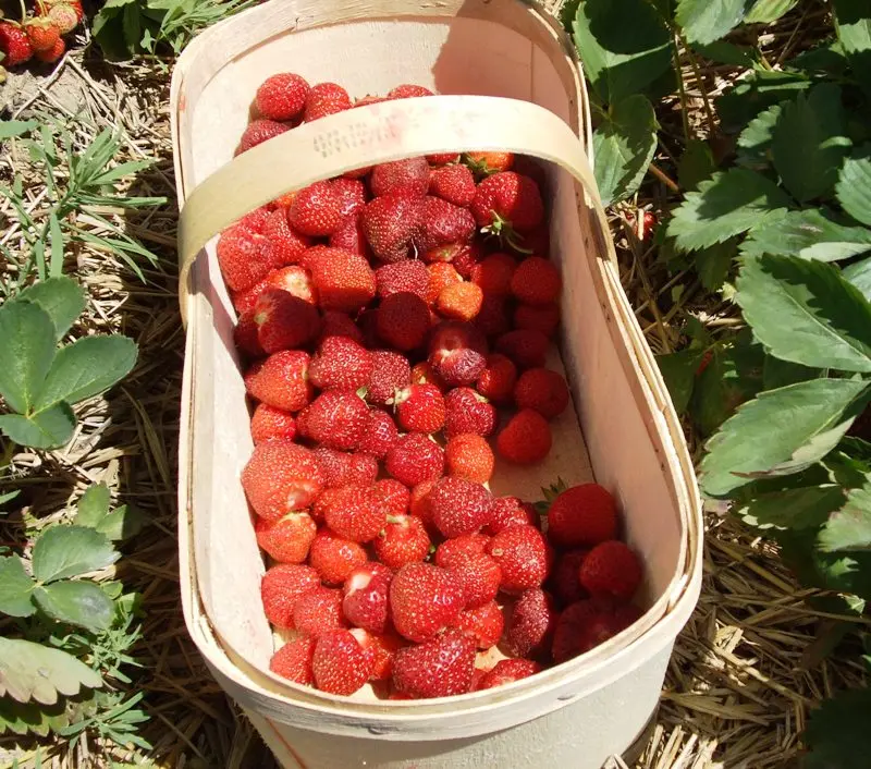More workers have been recruited under the Labour Mobility Scheme to work in Australia’s horticulture industry.