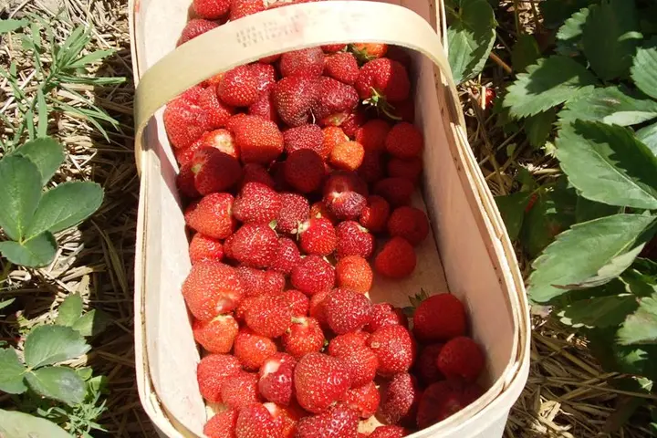 More workers have been recruited under the Labour Mobility Scheme to work in Australia’s horticulture industry.