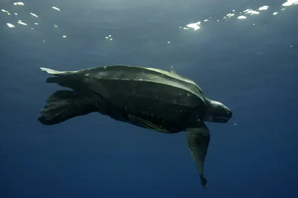 “We're fighting against extinction at this point” Kelly adds. “But there’s still hope and enough turtles, we believe, that the western Pacific leatherback population can recover. We haven't hit the tipping point, yet.”