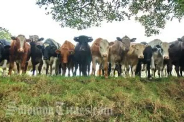 Despite difficulties, government is hopeful that the cattle project will be implemented during the course of 2010.