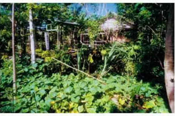 Families will also save money by growing their own produce rather than buying fruit and vegetables at market prices.  