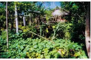 Families will also save money by growing their own produce rather than buying fruit and vegetables at market prices.
