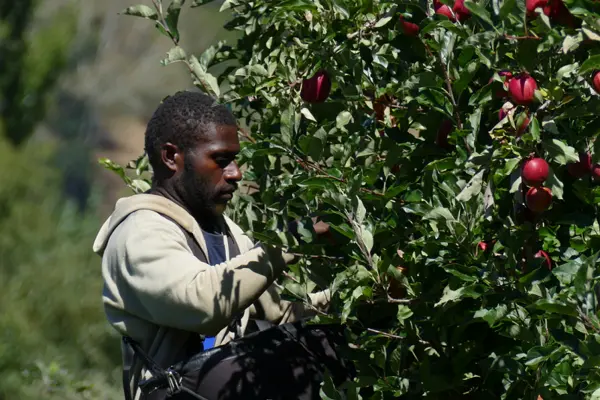 The increase in numbers of Solomon Islands seasonal workers to Australia is due to improvements made with the recruitment process, understanding the market intelligences including identifying specific needs of employers (customers), responding to the needs and building a cohesive relationship with Australian Employers.
